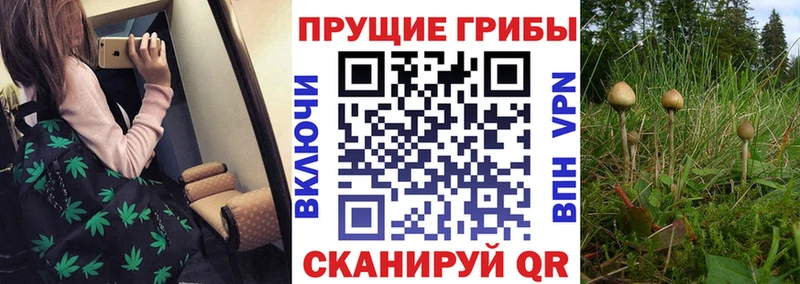 Псилоцибиновые грибы Magic Shrooms  нарко площадка клад  Щёлково 